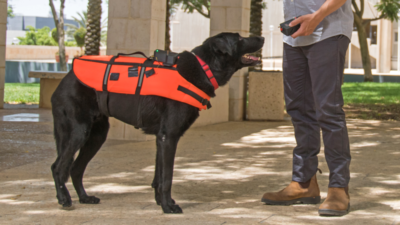 Ben-Gurion University of the Negev researchers trained a dog wearing a commercially available fabric vestmodified with vibration motors, to sit, lay down, go to their handler, or retrieve an object, depending on the vibrational command. A specific pattern can also be used to recall the dog from a distance. The technology may be useful for delivering remote commands to dogs for use in search and rescue, assisting disabled handlers, and other service animal applications.